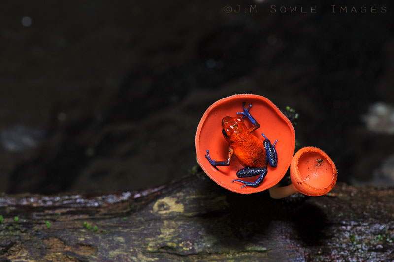 CostaRica_25.JPG - How about a fungus cup of poison dart frog?  Yum!   Blue Jeans Poison-Dart Frog.