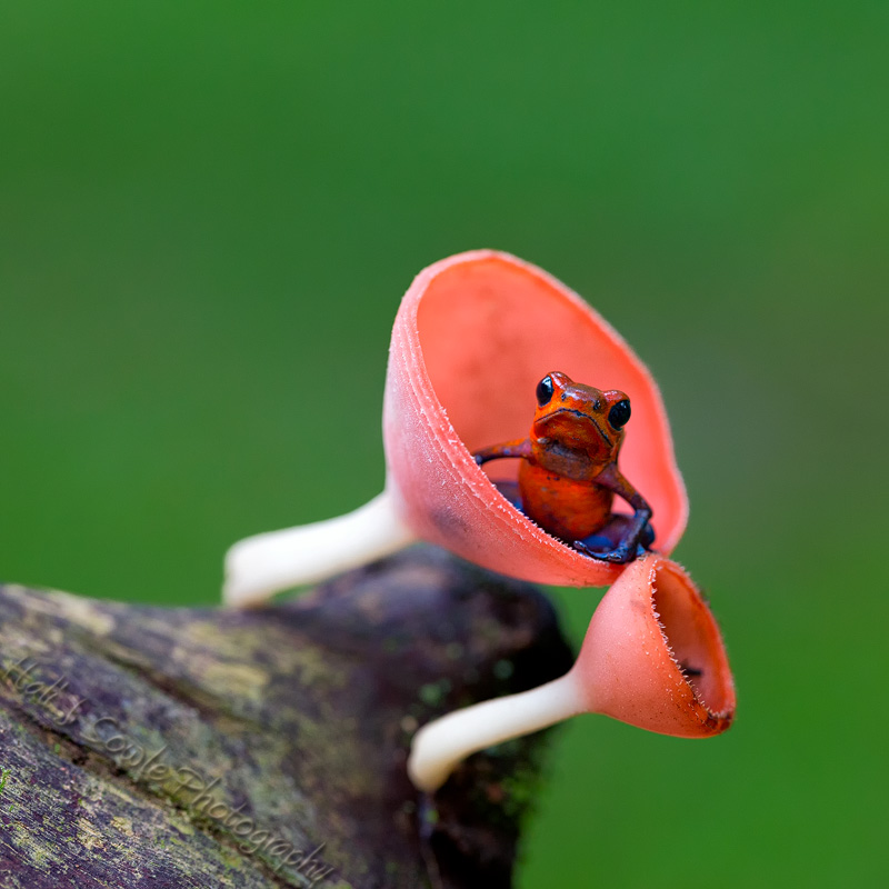 CostaRica_26.JPG - And again.  This tiny frog is also known as the strawberry poison arrow frog.  The adults are between 2 and 2.5 cm long (3/4-1 inch).  The males are very territorial and patrol it defending it from other mating or calling males.  Non-breeding males, and of course females, are allowed in.  The fights between males can last up to 20 minutes with the males standing on their back legs and wrestling chest to chest.  The loser is not killed but retreats from the victor's territory.