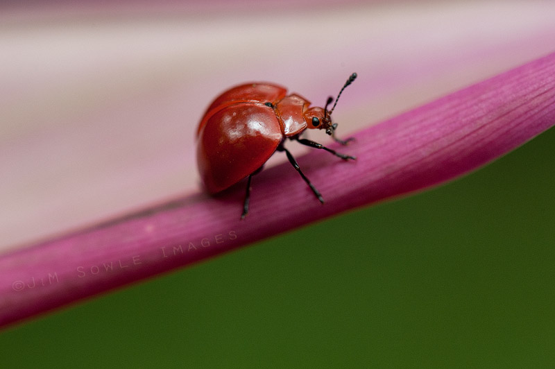 CostaRica_27.JPG - Red Leaf Beetle