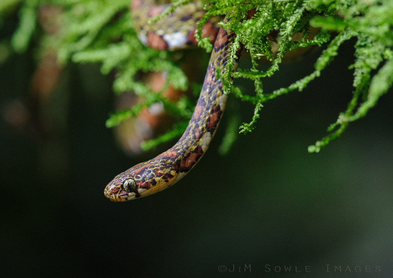 CostaRica_28.JPG - We're not sure what kind of snake this is, but the tiny little thing is not poisonous.  This is the last of the staged shots.