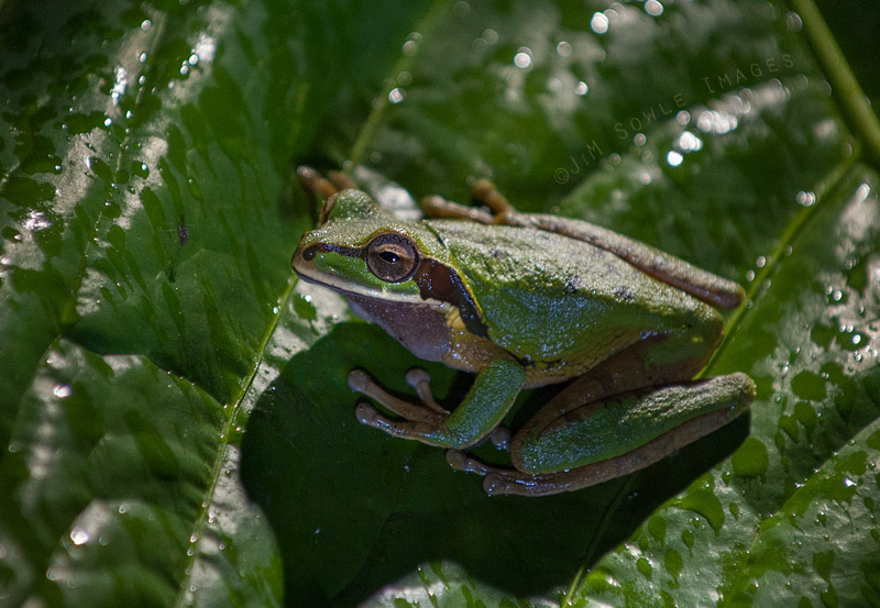 CostaRica_30.JPG - Masked Tree Frog.  Flashlights only (no camera flash).  Thanks to Jose for risking his life to find this one!