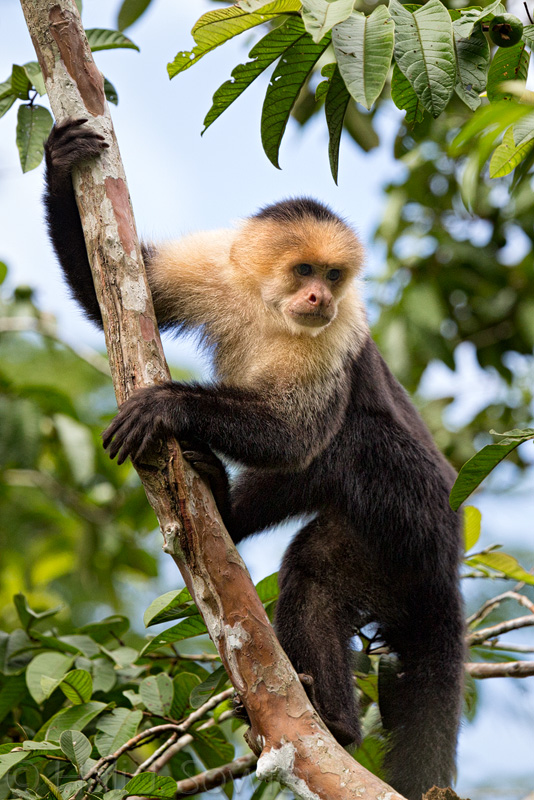 CostaRica_31.JPG - White Faced Capuchin.  These highly intelligent monkeys were often known as the "organ grinder" companion.  Lately they have been successfully trained to be assistants for paraplegics due to it's extensive ability to use tools.  Not captive.