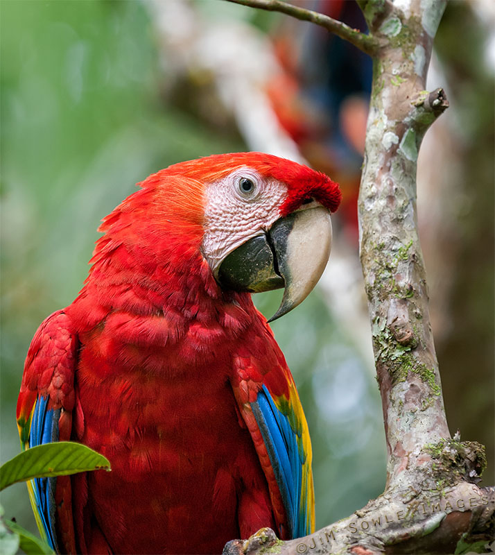 CostaRica_32.JPG - This is a very unusual shot of a Scarlet Macaw.  It's unusual because this bird is not captive!  =:O