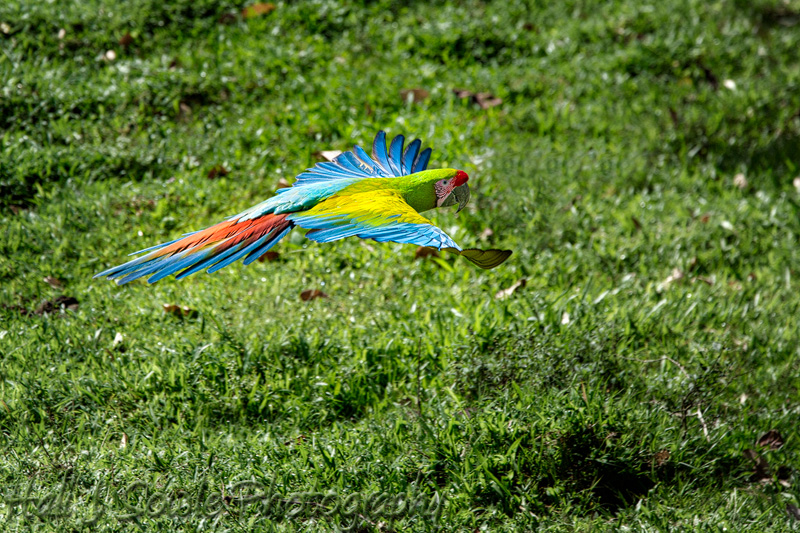 CostaRica_34.JPG - The Green Macaw is also known as Buffon's Macaw or the Great Military Macaw.  It is indigenous to Central and South America.  During breeding season Green Macaws pair off but in non-breeding times (December - May) they form flocks that fly large areas in search of food.   It is a highly endangered species due to loss of habitat and capture for sale as a caged bird. It  is now protected by international law from capture and trading.  This one is not captive.