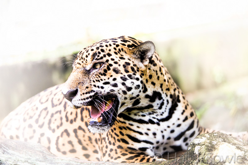 CostaRica_35.JPG - Captive Jaguar, Costa Rica.
