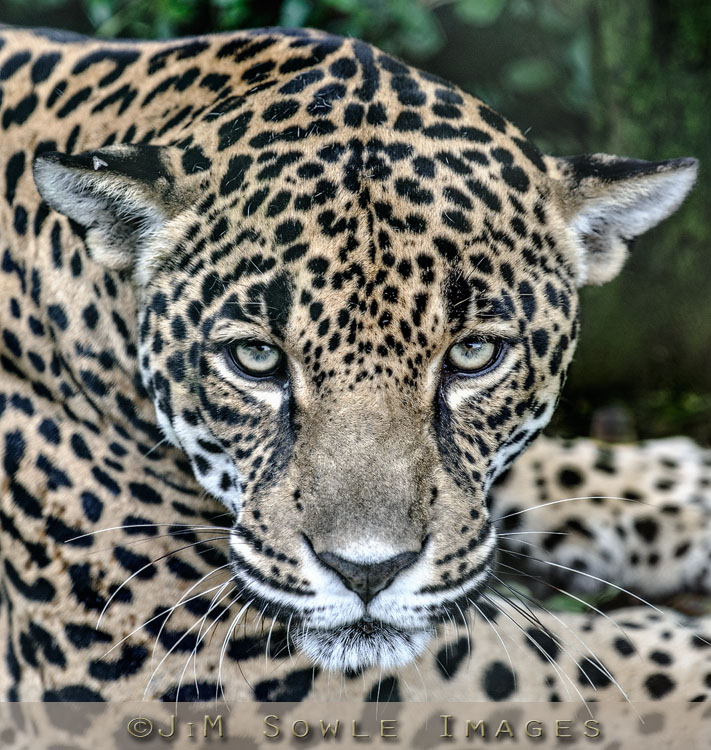 CostaRica_36.JPG - A different Jaguar (but also captive).  Big teeth on this one.  We got a good view of them we she charged the plexiglass.  Yes, this was shot through plexi.