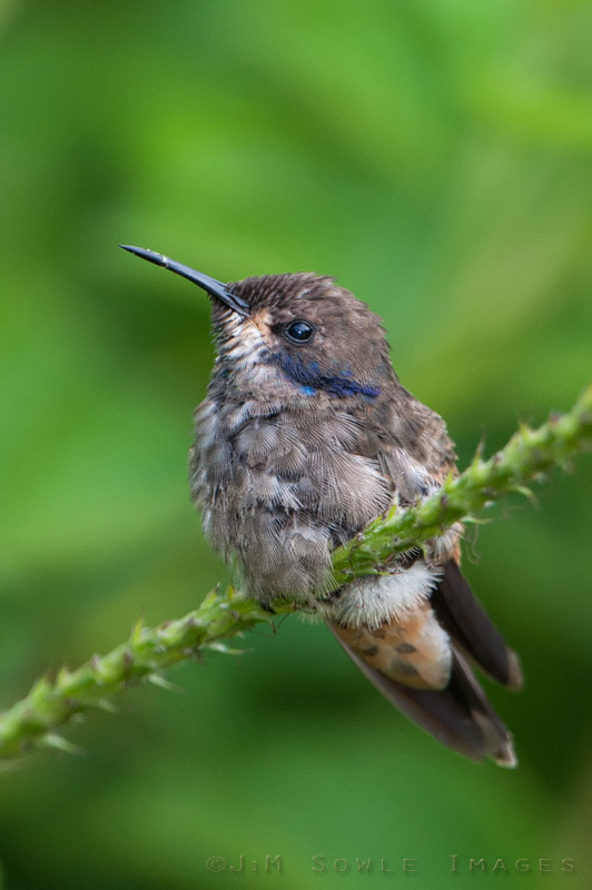 CostaRica_38.JPG - A Brown Violet-ear Hummingbird, on the grounds of the Arenal Observatory Lodge.