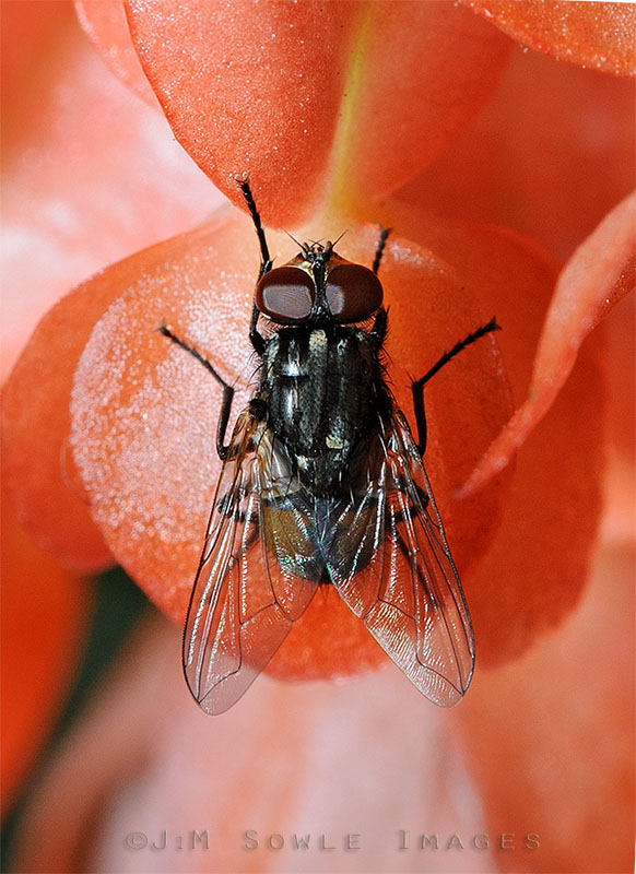CostaRica_4.JPG - Okay, it's still a flower shot, but the fly makes it kind of cool.