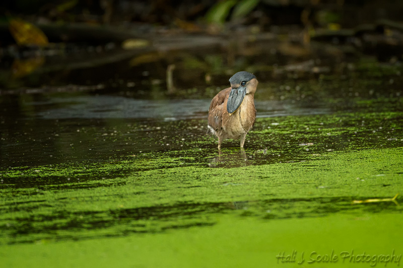 CostaRica_41.JPG - An immature Boat billed heron.  Although it looks like that bill should scoop the water, these herons eat fish, mice, water snakes, crustaceans and insects.