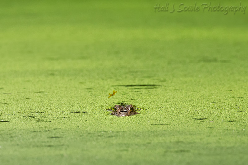 CostaRica_42.JPG - Mama caiman gliding silently through the duckweed being buzzed by a dragonfly.