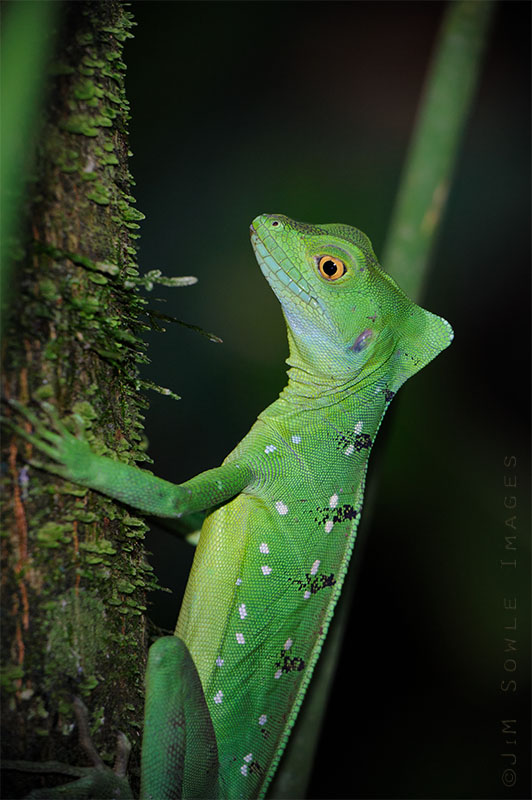 CostaRica_43.JPG - Green Basilisk Lizard.