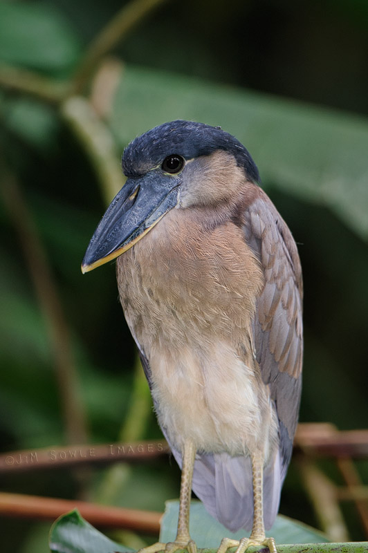 CostaRica_44.JPG - This might be the same juvenile Boat-billed Heron that Hali shot.