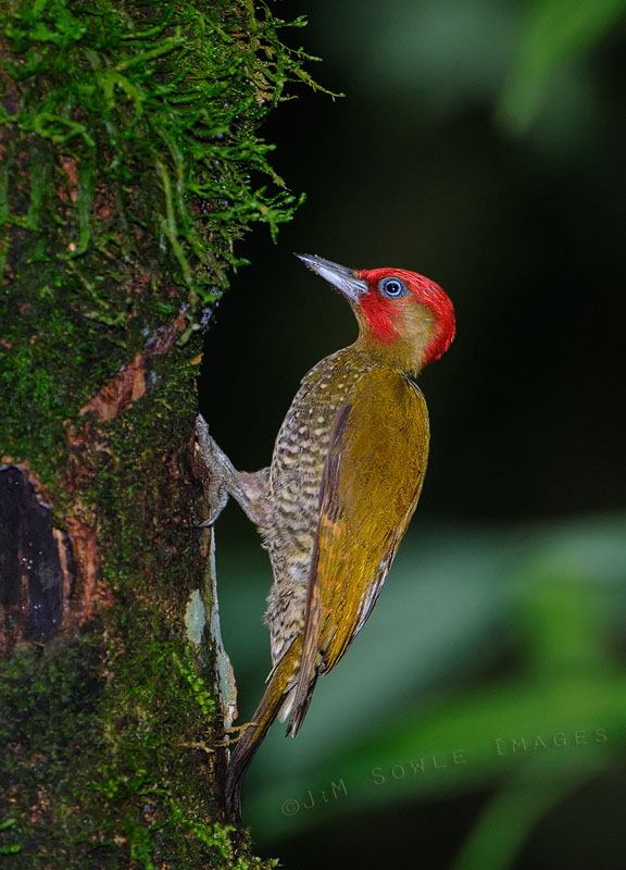 CostaRica_45.JPG - You can't see it, but this fella has created a very deep hole in this tree!  There's a bit too much flash on this male Rofous-winged Woodpecker, but it was the best we could do.  Sorry Greg, but ISO 2000 was not enough!  :-)