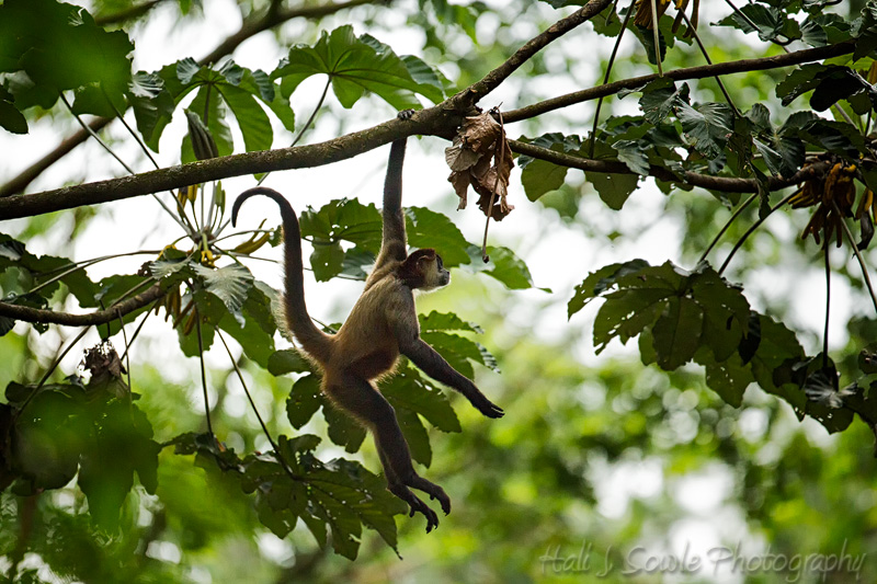 CostaRica_47.JPG - Spider Monkey swinging through the trees at Arenal Observatory Lodge.