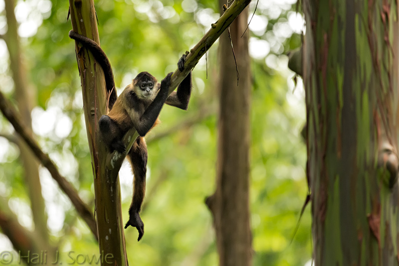 CostaRica_48.JPG - Another Spider Monkey, in a beautiful shot taken by Hali.