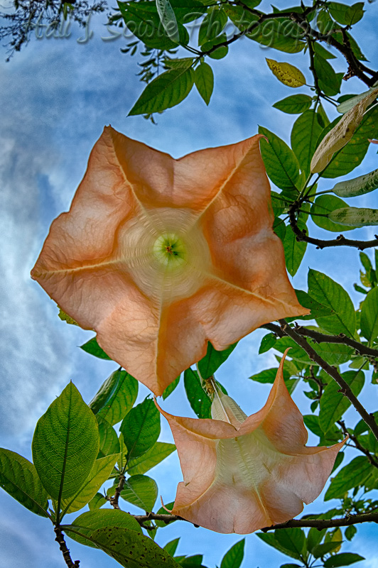 CostaRica_49.JPG - These huge flowers just seemed to be begging for a shot from underneath.