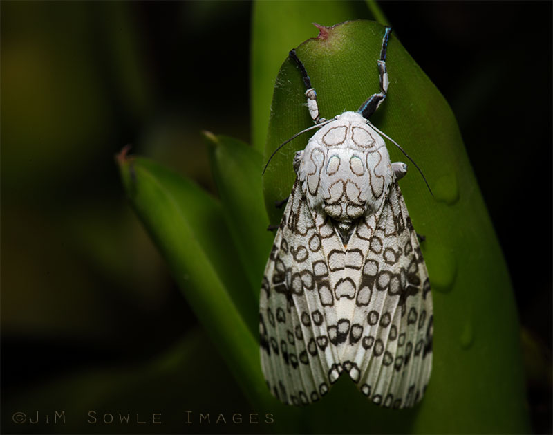 CostaRica_5.JPG - At night we would go out with flashlights looking for cool things to shoot.  We came across this large white moth...