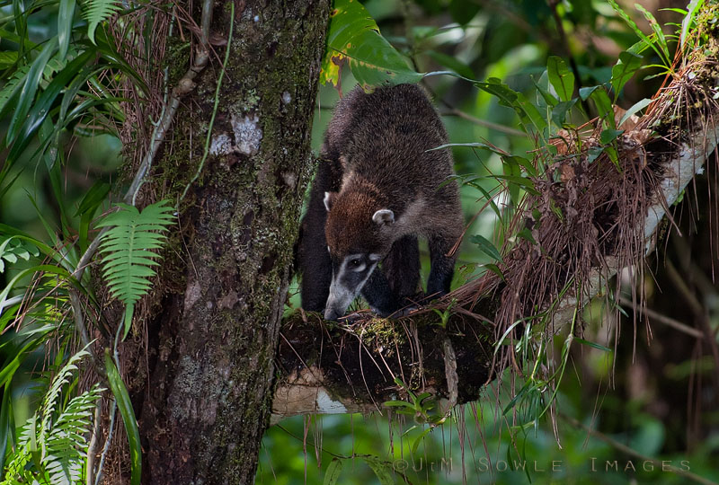 CostaRica_52.JPG - I'll bet you have always wondered where the Coatimundi sleep.  Now you know!  This particular Coati was just making a few circles before burying it's nose under a dark limb and sleeping the day away.  We only spotted it because it was moving.  Arenal Observatory Lodge.
