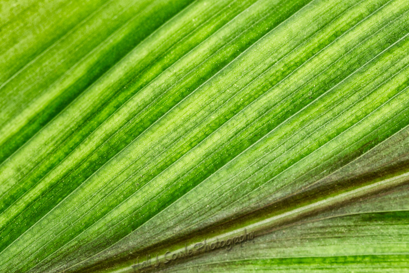 CostaRica_53.JPG - Closeup of a palm leaf.