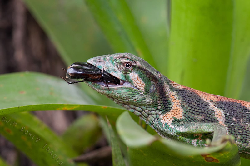 CostaRica_54.JPG - Some people may find this a bit gross, but it's no problem for me.  I had a room-mate in college that did the same thing.  Captive.
