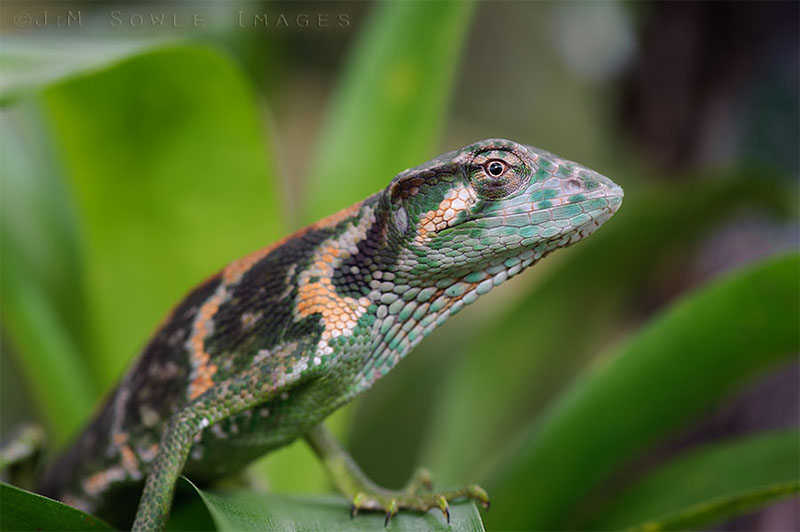CostaRica_56.JPG - I could not ID this lizard, but the colors were great! Captive.