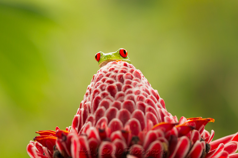 CostaRica_57.JPG - Red eyed tree frog peeking out above a ginger flower. Captive.