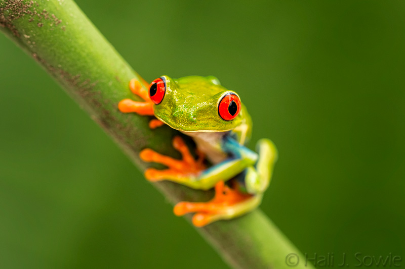 CostaRica_59.JPG - Slightly befuddled red-eyed tree frog who couldn't understand why he kept being put back in the same spot for us to take pictures of him.  Captive.