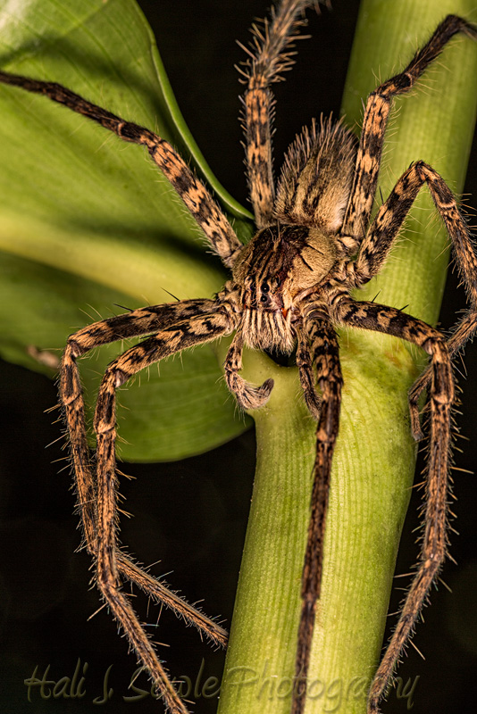 CostaRica_6.JPG - We were looking for frogs at night turning over leaves when we found these huge wolf spiders.