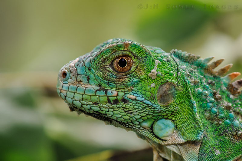 CostaRica_60.JPG - Maybe a small green iguana?  We're not sure, and we didn't take notes!  Captive.