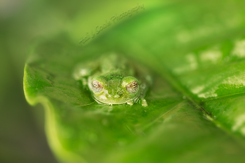 CostaRica_61.JPG - Glass Frog. These frogs are named so because of the glass like property of their skin on their abdomen which is very translucent to the point that you can see their heart liver and GI tract.  They are small frogs 3-7.5 cm long and mostly green on top with eyes that face forward.  They live in trees and breed over rivers and streams where their tadpoles can fall into the water below.  Captive.