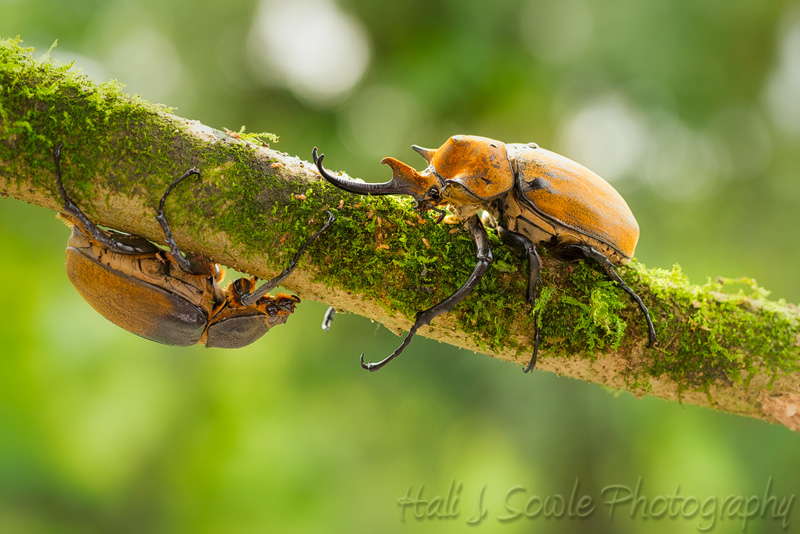 CostaRica_66.JPG - A pair of Rhinoceros beetles (captive).  Rhinoceros are among the largest of all beetles.  Males have the characteristic horns which are used for fighting during mating season and for digging.  The larger the horn the healthier the beetle.  These beetles are harmless to humans as they can not bite or sting and are often seen as pets in parts of Asia due to to this and to their being very clean and easy to keep.  They are also used in gambling as two males will fight if they hear the females mating call, which can be duplicated by a small noisemaker.