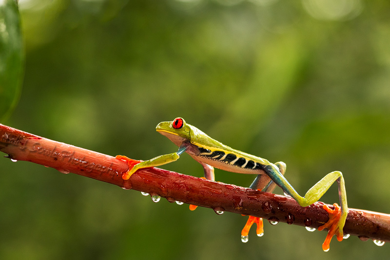 CostaRica_69.JPG - Red eyed Tree Frogs are perhaps the most iconic of all the tree frogs of Costa Rica.  They sleep all day under leaves and come out at night.  Their big orange feet and huge red eyes may serve as warning signals to predators that they are not safe to eat (captive).