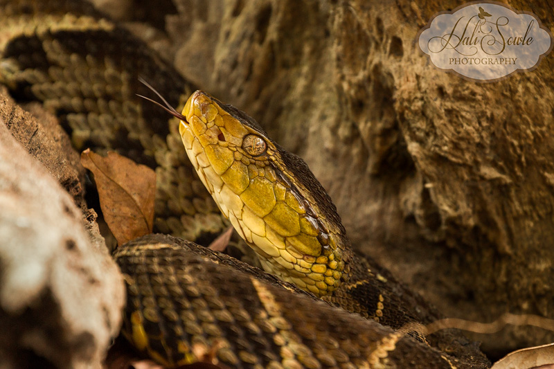 CostaRica_72.JPG - The Fer de Lance is a highly venomous snake, causing the most snake-bite related deaths in the country.  They are found everywhere, and they have no fear of humans.  These Pit Vipers are nocturnal and are notable with a flattened triangular head.  These snakes are easily agitated and are extremely aggressive when startled -- which is one reason for the number of snake bites.  Captive.