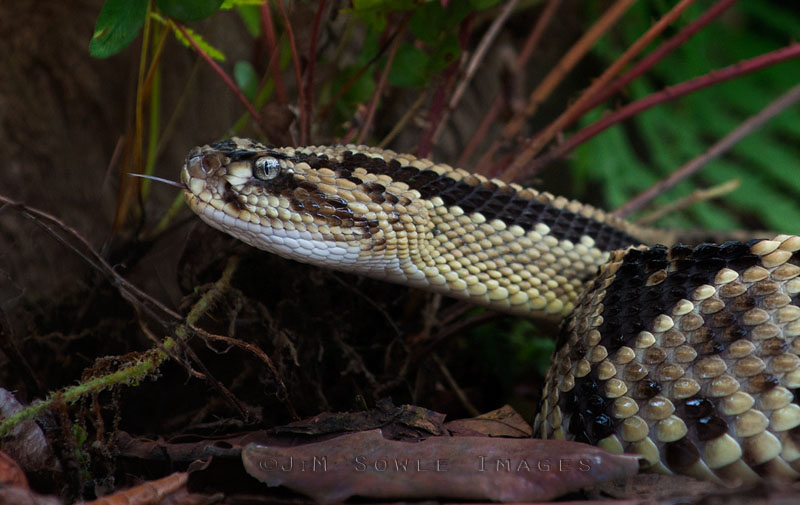 CostaRica_75.JPG - The Bushmaster is not as much of a problem as the Fer de Lance -- probably because the Bushmaster is mostly nocturnal.  However, it is still deadly poisonous.  It is also the the longest venomous snake in the Western Hemisphere.  Captive.