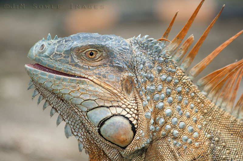 CostaRica_77.JPG - Day of the Iguana.  We have a bunch of shots from one location that happened to have a large number of wild iguana.
