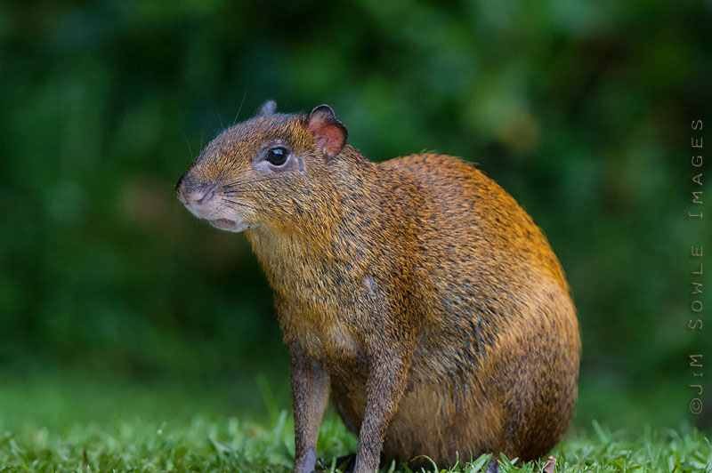 CostaRica_83.JPG - Have you ever heard of an Agouti?  No?  Don't feel bad -- we hadn't either!  This was taken at our cloudforest stop (Basque de Paz).