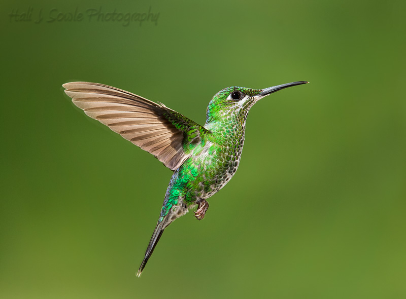 CostaRica_84.JPG - Female Green-Crowned Brilliant in flight.  Taken with the amazing help of Greg Basco of Foto Verde Tours.