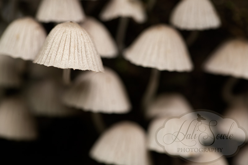 CostaRica_85.JPG - Tiny mushrooms found in the orchid gardens of Bosque de Paz Ecological Preserve, which was also our lodge for 3 days.