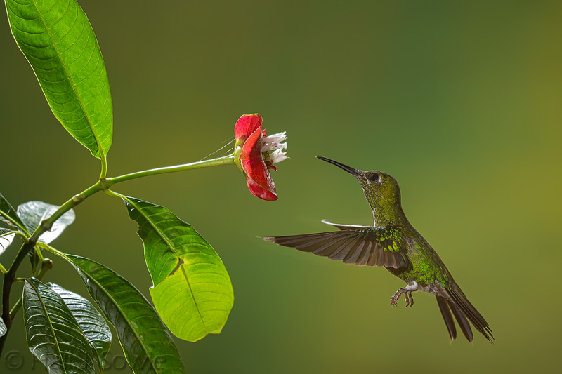 CostaRica_87.JPG - Taken with the excellent set up and help of Greg Basco from Foto Verde Tours.