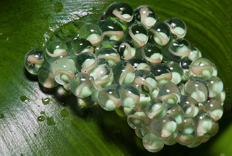 CostaRica_9.JPG - This is a cluster of Yellow-eyed Leaf Frog eggs on a leaf over a pond.