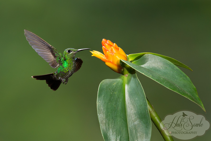 CostaRica_90.JPG - Another female Green-crowned Brilliant hummingbird in flight taken with the excellent setup and help of Greg Basco.
