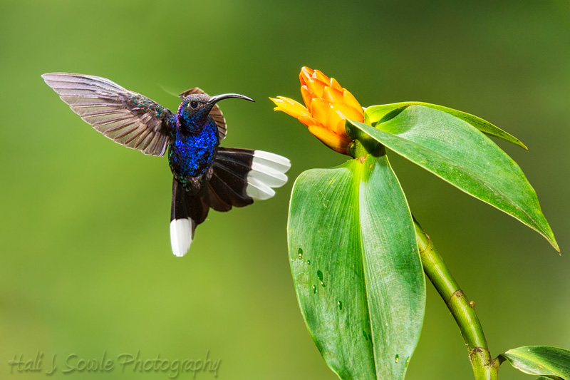 CostaRica_91.JPG - Violet Sabrewing hummingbird coming in for a sip of nectar.