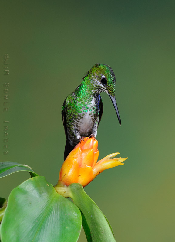 CostaRica_92.JPG - This Green-crowned Brilliant hummingbird is really getting on top of the whole nectar thing.