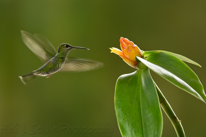 CostaRica_94.JPG - It is amazing how fast the wings of these tiny birds move.