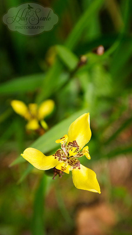 CostaRica_99.JPG - A small yellow orchid.