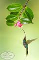 CostaRica_113