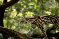 CostaRica_139