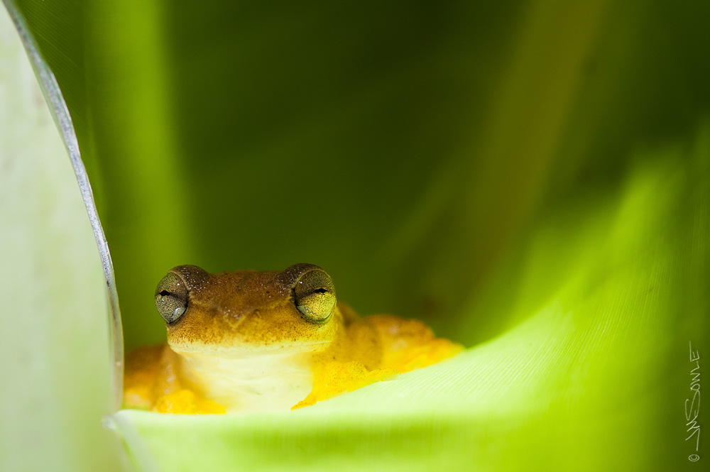CostaRica2013_12.JPG - We didn't spot any red-eyed or yellow-eyed tree frogs, but we did find this tiny whistling tree frog.