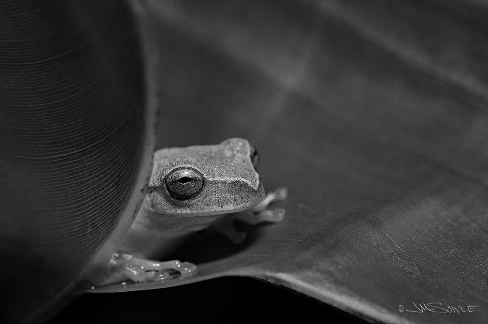 CostaRica2013_13.JPG - The same frog from a different angle.