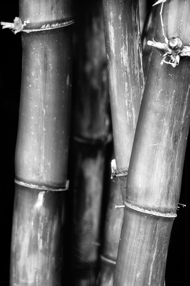 2014_11_12_CostaRica-10079-Edit1000a.jpg - Bamboo!  There is this thick stand of Bamboo on the grounds of the Hotel Bougainvillea.   I couldn't find a good shot to show the beauty and there was no way to replicate the eerie sound of them rubbing together so I went in close for some detail.